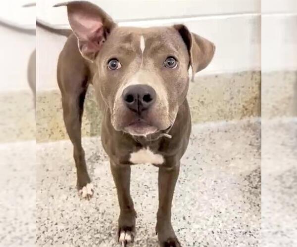 Medium Photo #2 American Pit Bull Terrier Puppy For Sale in Houston, TX, USA