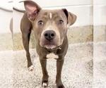 Small #1 American Pit Bull Terrier