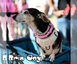 Small #9 Dachshund