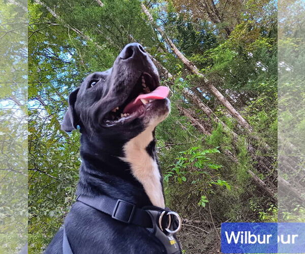 Medium Photo #2 Mutt Puppy For Sale in Farmerville, LA, USA
