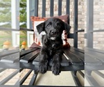 Small #4 Labrador Retriever-Miniature Australian Shepherd Mix