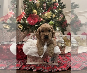Goldendoodle Puppy for sale in AMARILLO, TX, USA