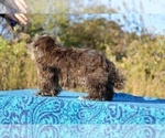 Small #39 ShihPoo