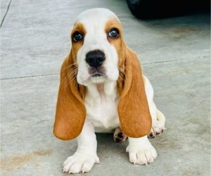 Basset Hound Puppy for sale in SUMTERVILLE, FL, USA