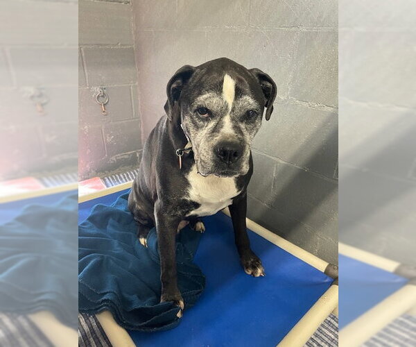 Medium Photo #2 Boxer Puppy For Sale in Stratham, NH, USA