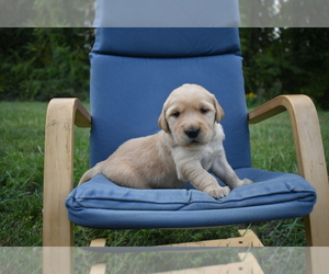 Golden Retriever Puppy for sale in MARSHALL, VA, USA