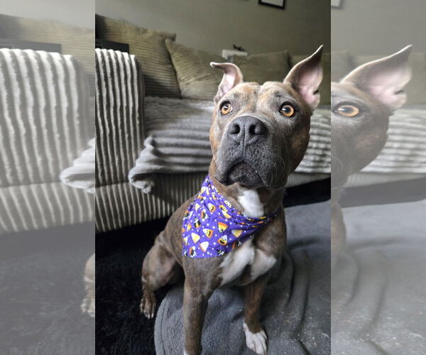 Medium Photo #7 American Pit Bull Terrier-Unknown Mix Puppy For Sale in Fort Collins, CO, USA