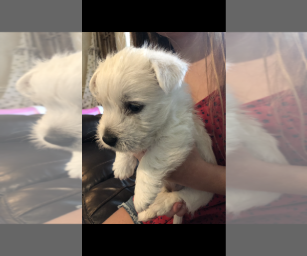 Medium Photo #1 West Highland White Terrier Puppy For Sale in CROSBY, TX, USA