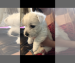 Small Photo #1 West Highland White Terrier Puppy For Sale in CROSBY, TX, USA