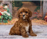 Leo - Male Cavapoo (Miniature) Puppy for Sale - Photo #3