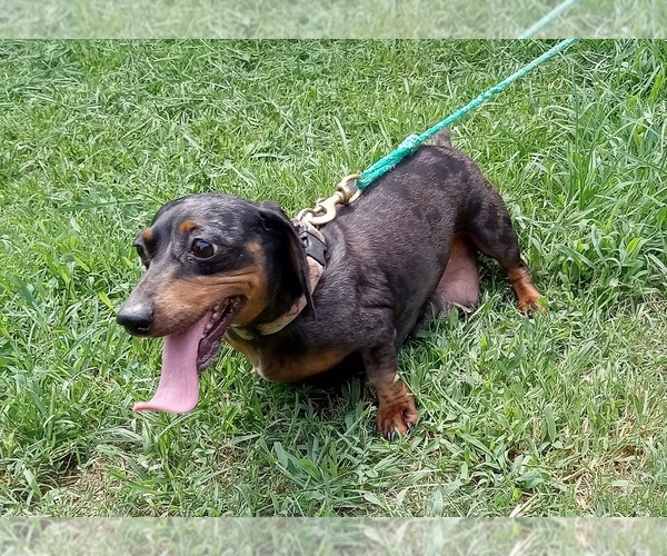 Medium Photo #1 Dachshund Puppy For Sale in HACKETT, AR, USA