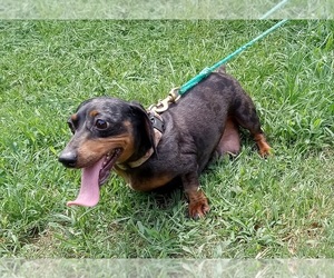 Mother of the Dachshund puppies born on 06/24/2026
