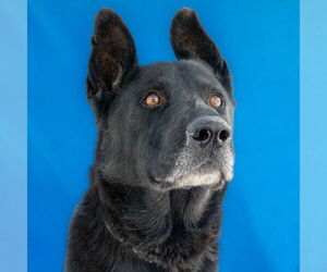 German Shepherd Dog Dogs for adoption in Pasadena, CA, USA