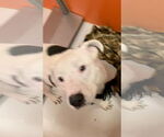 Small #3 American Bulldog