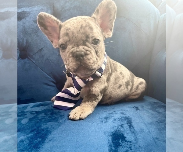 Medium Photo #11 French Bulldog Puppy For Sale in BEVERLY HILLS, CA, USA