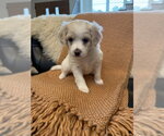 Small #2 Shih Tzu Mix