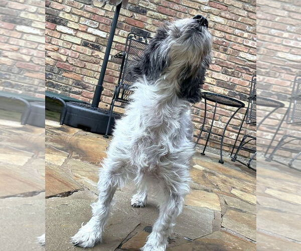 Medium Photo #6 Mutt Puppy For Sale in Boonton, NJ, USA