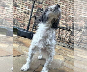 Timothy TX - Male Mutt Dog for Adoption - Photo #2