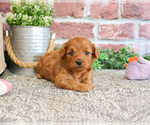 Small #4 Cavapoo