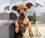 Carrie - Female Chihuahua-Unknown Mix Dog for Adoption - Small photo