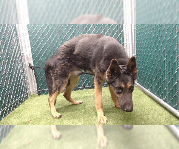 Medium Photo #1 German Shepherd Dog Puppy For Sale in Downey, CA, USA