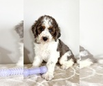 Small #4 Miniature Bernedoodle-Poodle (Miniature) Mix