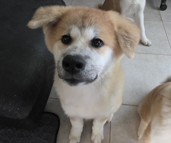 Medium Photo #1 Akita Puppy For Sale in EDGEWATER, FL, USA