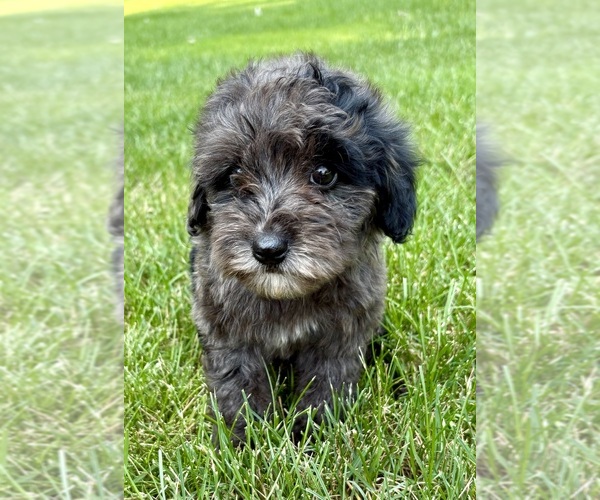 Medium Photo #5 Goldendoodle (Miniature) Puppy For Sale in FAIR HAVEN, MI, USA