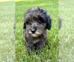 Small #4 Goldendoodle (Miniature)