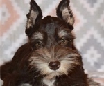 Small Photo #2 Schnauzer (Miniature) Puppy For Sale in CASSVILLE, MO, USA