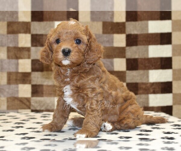Medium Photo #4 Cavapoo (Miniature) Puppy For Sale in DENVER, PA, USA