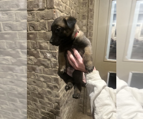 Medium Photo #2 Belgian Malinois Puppy For Sale in ATHENS, AL, USA