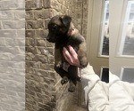 Small Photo #2 Belgian Malinois Puppy For Sale in ATHENS, AL, USA