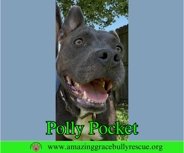 Medium Photo #8 American Bulldog Puppy For Sale in Milton, FL, USA