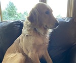Small #1 Golden Retriever