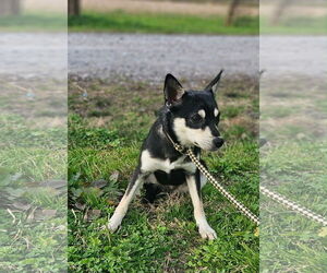 Rat Terrier-Shiba Inu Mix Dogs for adoption in Wakefield, RI, USA
