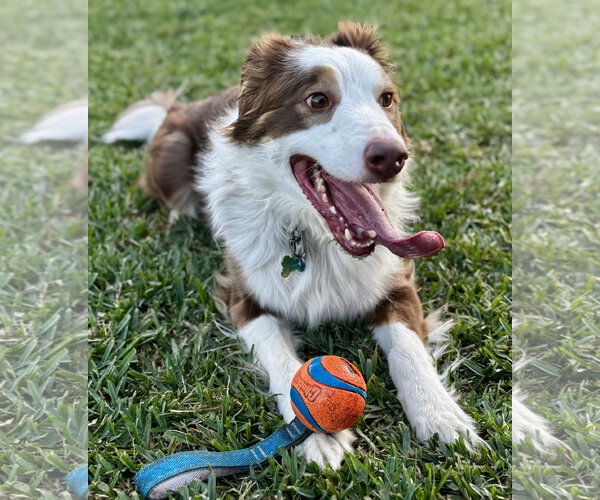 Medium Photo #7 Australian Shepherd Puppy For Sale in Royal Palm Beach, FL, USA