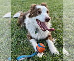 Small #6 Australian Shepherd