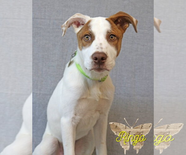 Medium Photo #6 Mutt Puppy For Sale in Wakefield, RI, USA