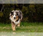 Small Photo #1 Miniature Australian Shepherd Puppy For Sale in NORTH RICHLAND HILLS, TX, USA