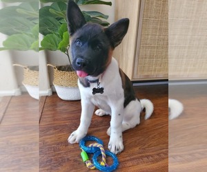 Akita Puppy for sale in PHOENIX, AZ, USA