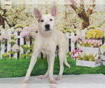 Small #1 Australian Cattle Dog Mix