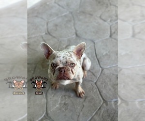 French Bulldog Dog for Adoption in FORT LAUDERDALE, Florida USA
