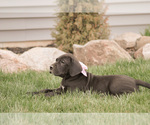 Small Photo #7 Great Dane Puppy For Sale in SYRACUSE, IN, USA