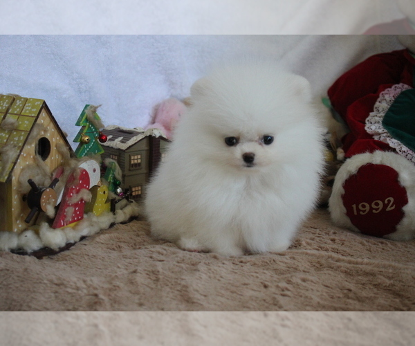 Medium Photo #3 Pomeranian Puppy For Sale in SAN FRANCISCO, CA, USA