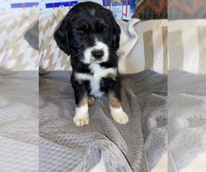 Border Collie-English Springer Spaniel Mix Puppy for sale in EARLY, TX, USA