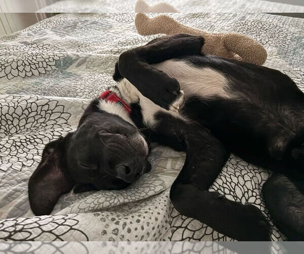 Medium Photo #7 Labrador Retriever-Unknown Mix Puppy For Sale in Boston, MA, USA