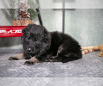 Small Photo #18 German Shepherd Dog Puppy For Sale in NAPPANEE, IN, USA