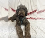 Small #2 Labradoodle