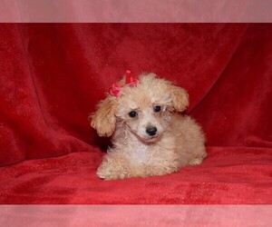 Poodle (Toy) Puppy for sale in BARNESVILLE, KS, USA